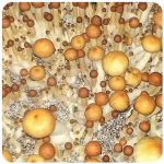 Псилоцибиновые (галлюциногенные)  грибы Psilocybin "Golden Teacher" в Киреевске