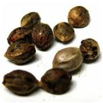 Семена марихуаны АК-47  (Seeds AK-47) в Киреевске